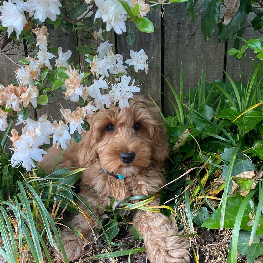 Meet your Posher, Lydia